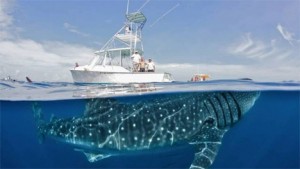 Shawn Heinrichs via CNNi